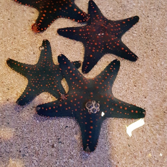 Meet your Posher, Amanda - Picture 2 of 2